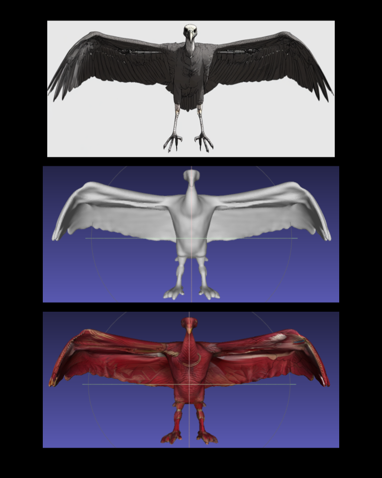 Bird animation process frames